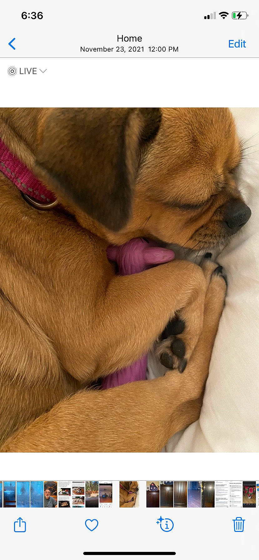 Emmy joined the competition — help win amazing prizes! canidae, carnivore, comfort, companion_dog, dog, dog_breed, fawn, fur, liver, magenta, paw, pet_supply, pug, snout, sporting_group, terrestrial_animal, toy_dog, whiskers, working_animal, wrinkle