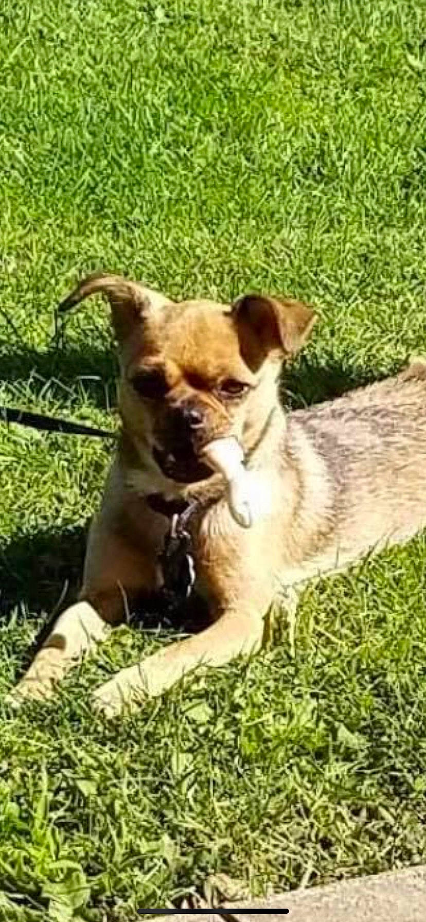 Emmy joined the competition — help win amazing prizes! canidae, carnivore, collar, companion_dog, corgi_chihuahua, dog, dog_breed, dog_collar, dog_supply, fawn, grass, groundcover, liver, plant, snout, sporting_group, terrestrial_animal, toy_dog, whiskers, working_animal