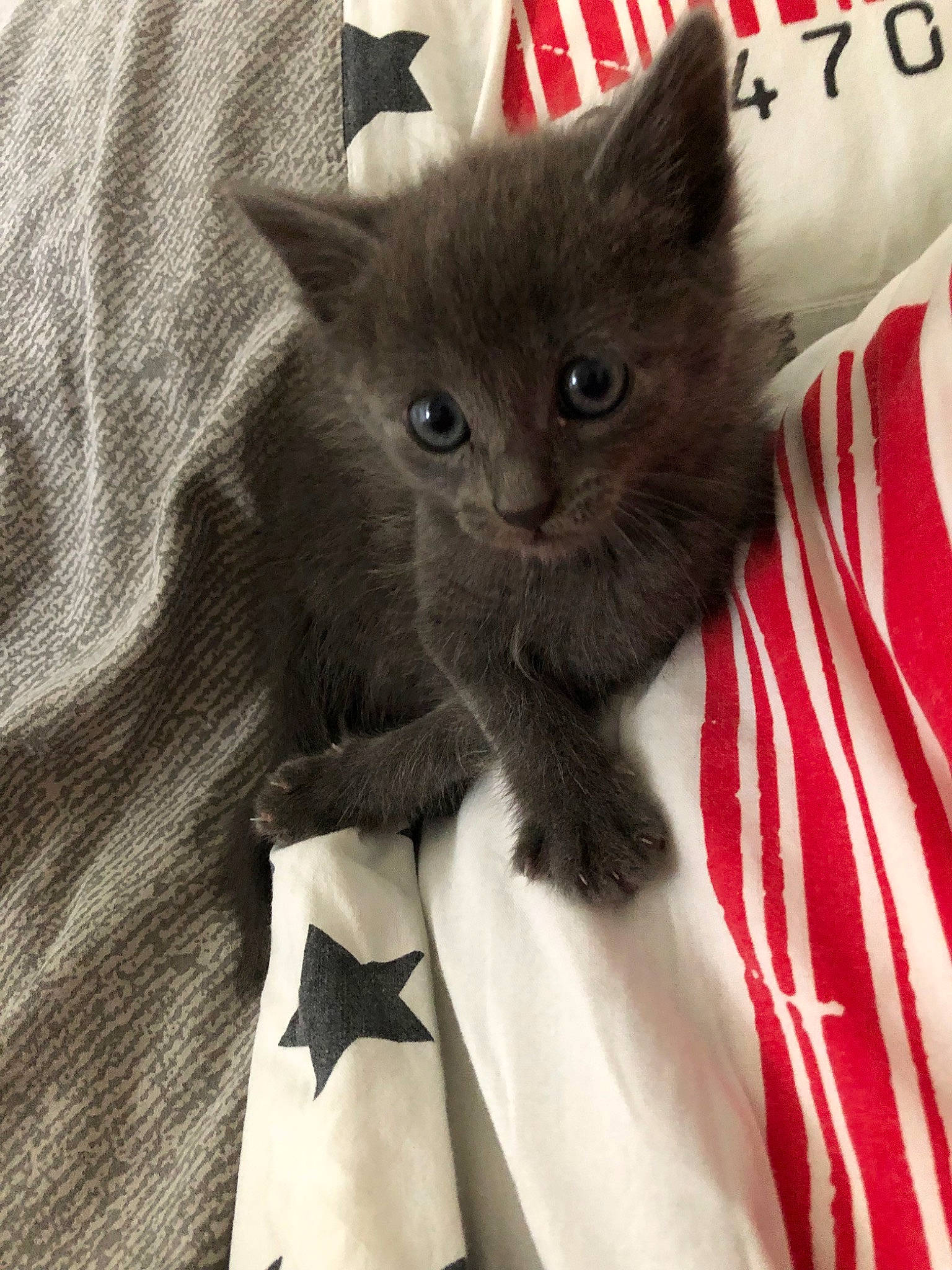 Poumba participe au concours pour gagner de l'argent avec cette photo : asian, british_longhair, british_semi_longhair, british_shorthair, carnivore, cat, chartreux, domestic_short_haired_cat, fawn, felidae, kitten, korat, mammal, nebelung, norwegian_forest_cat, russian_blue, small_to_medium_sized_cats, vertebrate, whiskers