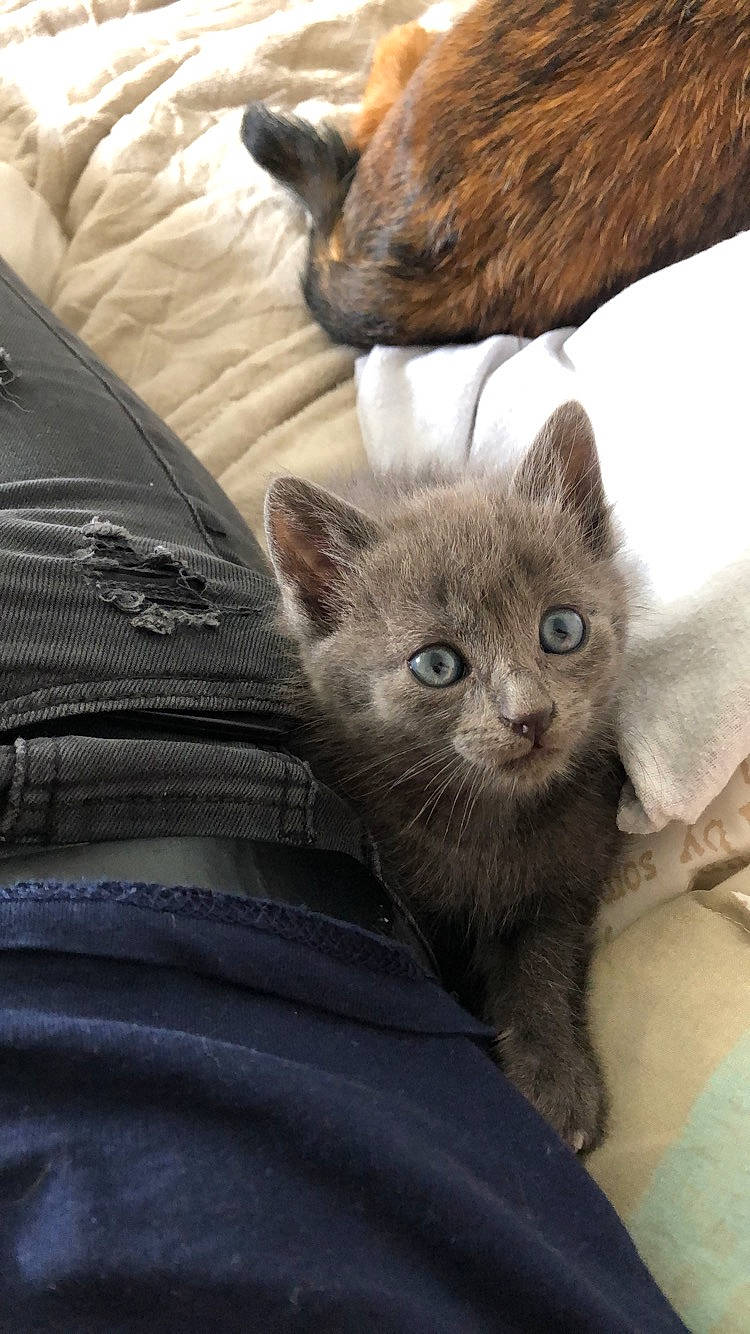 Poumba a rejoint le concours — aidez-le/la à gagner de superbes lots ! asian, burmese, carnivore, cat, chartreux, claw, domestic_short_haired_cat, fawn, felidae, fur, german_rex, kitten, korat, mammal, nebelung, ojos_azules, small_to_medium_sized_cats, snout, vertebrate, whiskers