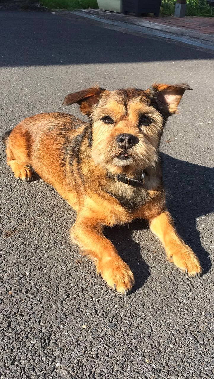 Blacky a rejoint le concours — aidez-le/la à gagner de superbes lots ! border_terrier, canidae, carnivore, companion_dog, dog, dog_breed, fawn, mammal, norfolk_terrier, puppy, rare_breed_dog, snout, sporting_group, terrier