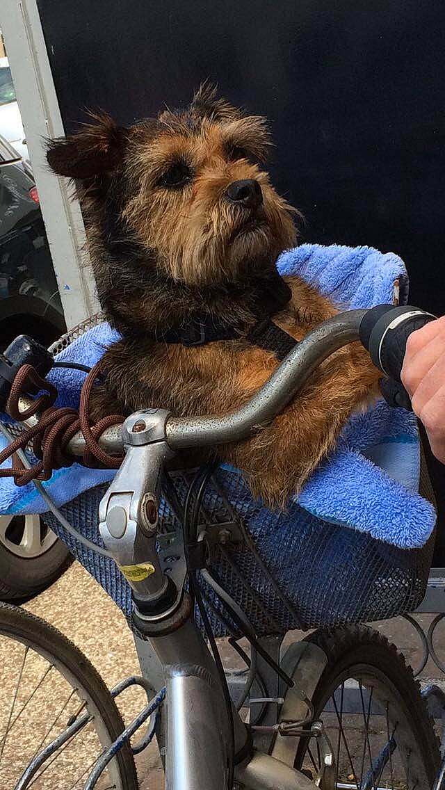 Blacky a rejoint le concours — aidez-le/la à gagner de superbes lots ! bicycle, bicycle_accessory, bicycle_basket, cairn_terrier, canidae, carnivore, companion_dog, dog, dog_breed, fictional_character, terrier, vehicle, yorkshire_terrier