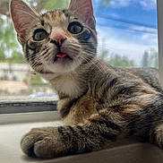 Honey joined the competition — help win amazing prizes! cat, kitten, tabby, tongue_out, window, animal, pet, fur, whiskers, ears, paw, outdoor_background, nature, sky, daylight, closeup, cute, curious, resting, indoor