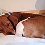 Happy participe au concours pour gagner de l'argent avec cette photo : dog, sleeping, brown, white, blanket, indoor, cozy, relaxing, pet, animal, fur, rest, canine, bed, comfort, cute, calm, domestic, closeup, nap