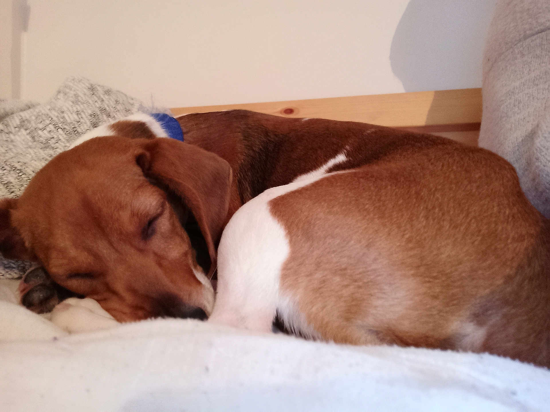 Happy participe au concours pour gagner de l'argent avec cette photo : dog, sleeping, brown, white, blanket, indoor, cozy, relaxing, pet, animal, fur, rest, canine, bed, comfort, cute, calm, domestic, closeup, nap