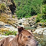 dog, brown_dog, rock, stream, water, trees, forest, nature, outdoor, sunlight, sky, landscape, animal, canine, relaxing, peaceful, scenery, wildlife, summer, daytime