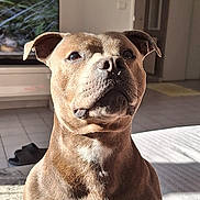 Tayson participe au concours pour gagner de l'argent avec cette photo : dog, canine, pet, indoor, living_room, sunlight, muscular, brown_fur, ears, snout, floor, television, slippers, rug, furniture, doorway, shadow, home, domestic, portrait