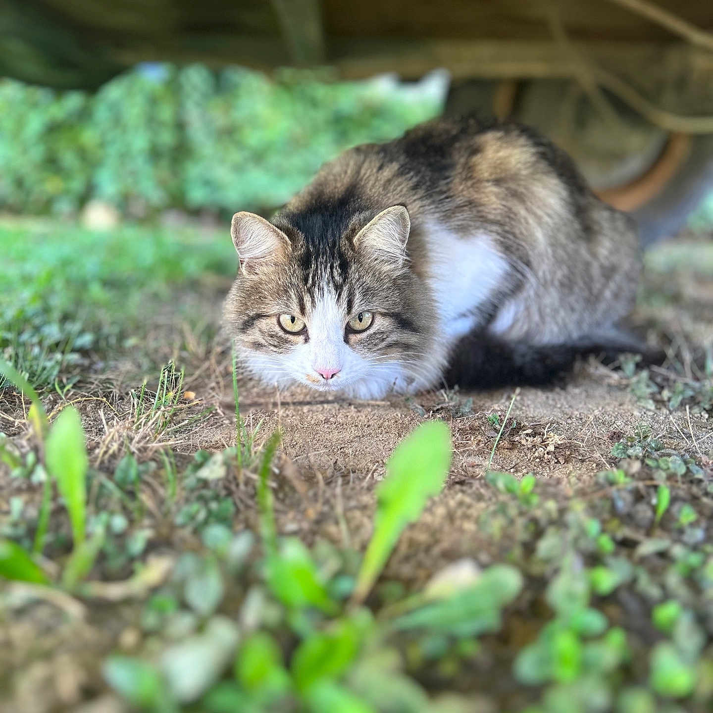 Oréo participe au concours pour gagner de l'argent avec cette photo : alert, animal, cat, closeup, crouching, dirt, eyes, focus, fur, grass, greenery, ground, mammal, nature, outdoor, pet, tabby, vehicle, whiskers, wildlife