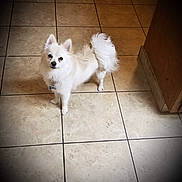 Buddy is registered to the contest to win money with this photo: dog, white_dog, small_dog, fluffy, pet, indoor, tile_floor, curled_tail, alert, looking_up, companion_animal, domestic_animal, cute, fur, animal, canine, house, floor, standing, vignette