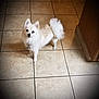dog, white_dog, small_dog, fluffy, pet, indoor, tile_floor, curled_tail, alert, looking_up, companion_animal, domestic_animal, cute, fur, animal, canine, house, floor, standing, vignette