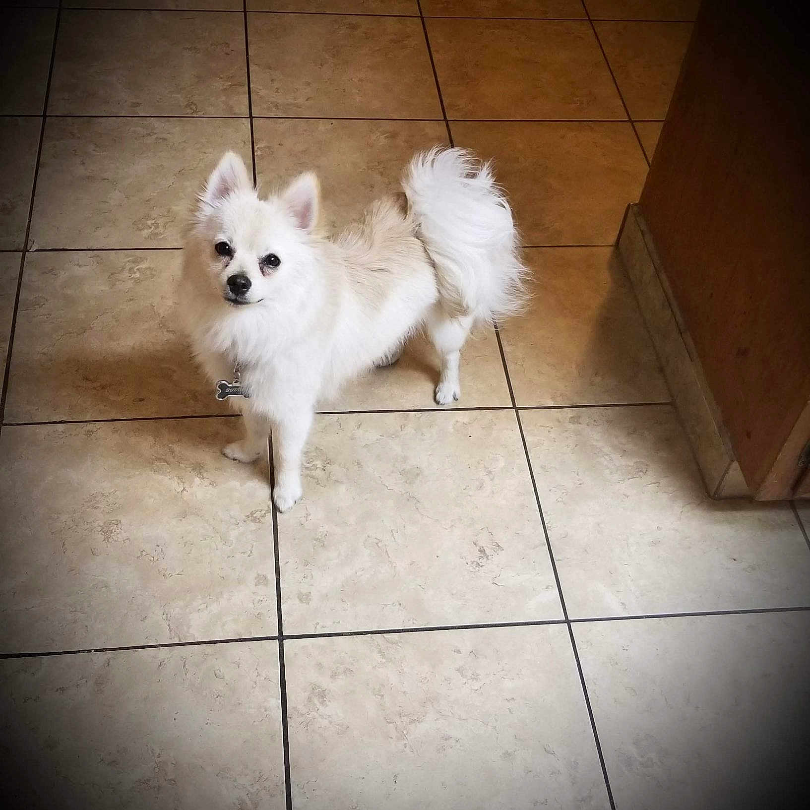 Buddy is registered to the contest to win money with this photo: alert, animal, canine, companion_animal, curled_tail, cute, dog, domestic_animal, floor, fluffy, fur, house, indoor, looking_up, pet, small_dog, standing, tile_floor, vignette, white_dog