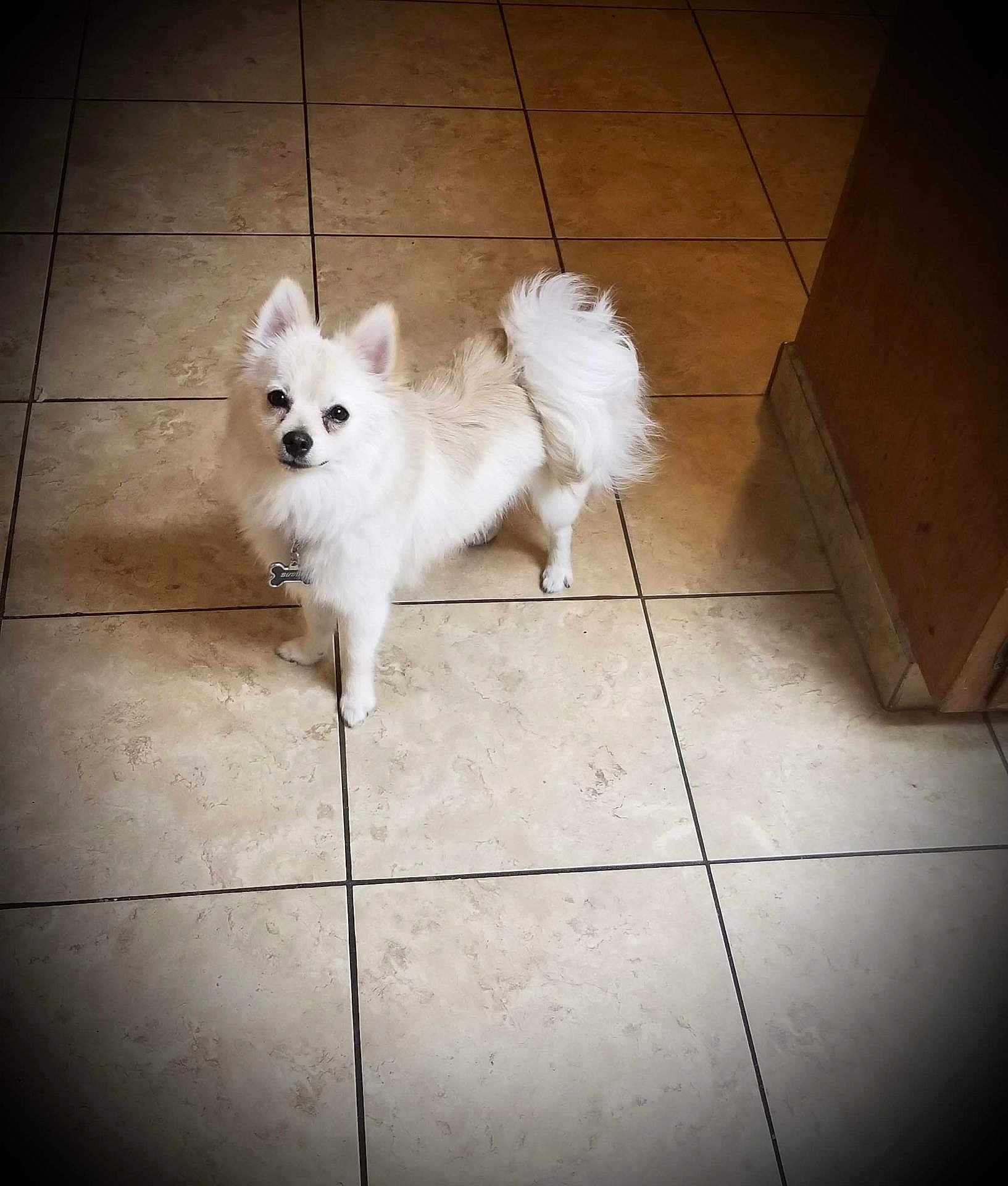 Buddy is registered to the contest to win money with this photo: dog, white_dog, small_dog, fluffy, pet, indoor, tile_floor, curled_tail, alert, looking_up, companion_animal, domestic_animal, cute, fur, animal, canine, house, floor, standing, vignette