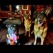 Mabel is registered to the contest to win money with this photo: dog, german_shepherd, pitbull, indoor, wooden_floor, lamp, dog_bed, pet, animal, tongue_out, happy, looking_up, floor, furniture, cozy, house, pets, canine, three_dogs, tongue