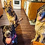 dog, german_shepherd, black_dog, indoor, kitchen, wooden_floor, tongue_out, happy, pet, canine, animal, floor, cabinet, stove, water_bowl, collar, harness, muzzle, ears, sitting