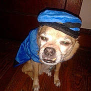 Bear joined the competition — help win amazing prizes!