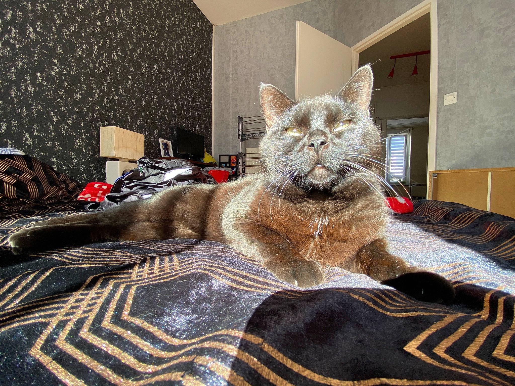 Oreo a rejoint le concours — aidez-le/la à gagner de superbes lots ! bed, bedding, carnivore, cat, comfort, couch, domestic_short_haired_cat, fawn, felidae, flooring, fur, grey, linens, pattern, picture_frame, small_to_medium_sized_cats, snout, terrestrial_animal, textile, whiskers