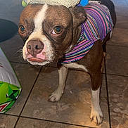 Brody is registered to the contest to win money with this photo: dog, small_dog, brown_dog, white_paws, striped_clothing, colorful_hat, pom_poms, indoor, tiled_floor, pet, canine, standing, looking_away, furniture, table, chair, close_up, animal, domestic_animal, costume