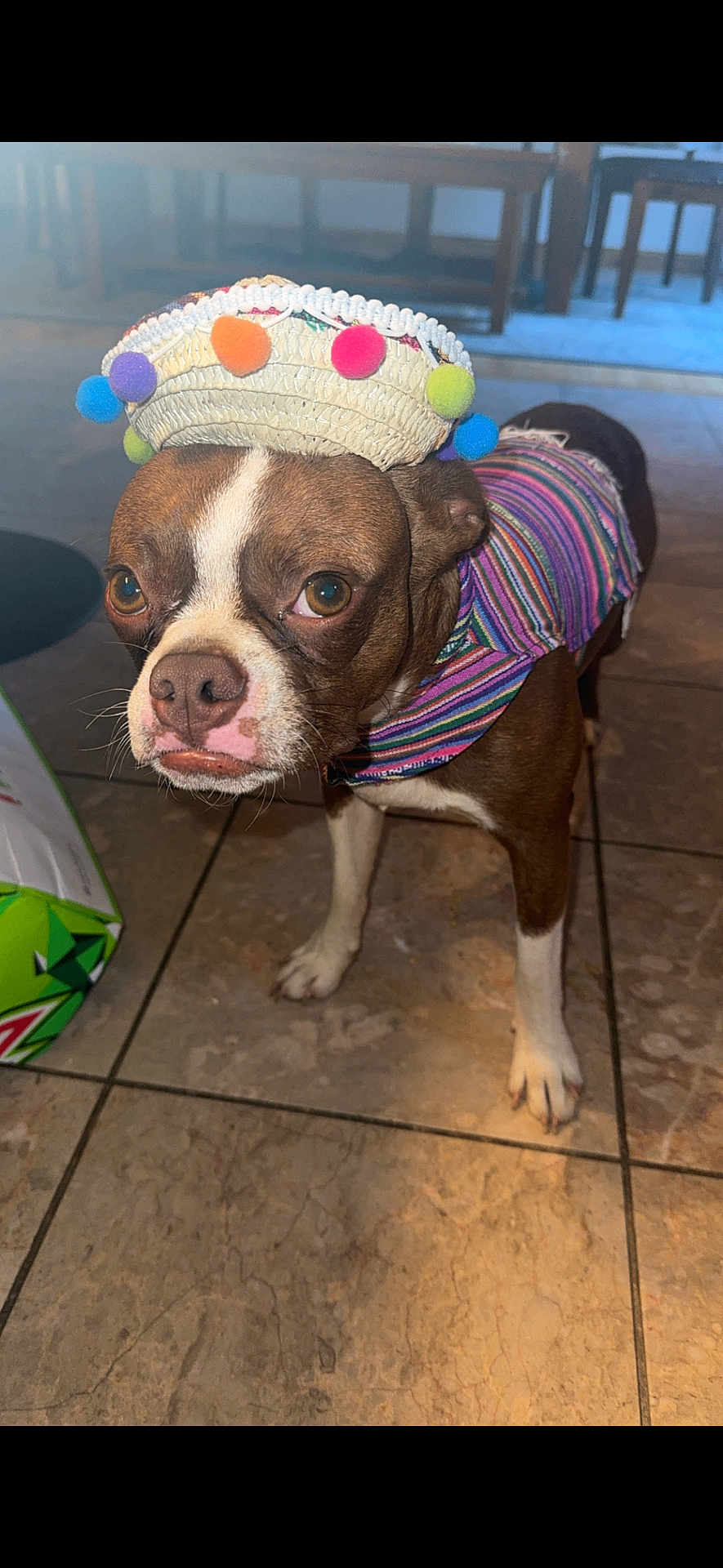 Brody is registered to the contest to win money with this photo: dog, small_dog, brown_dog, white_paws, striped_clothing, colorful_hat, pom_poms, indoor, tiled_floor, pet, canine, standing, looking_away, furniture, table, chair, close_up, animal, domestic_animal, costume