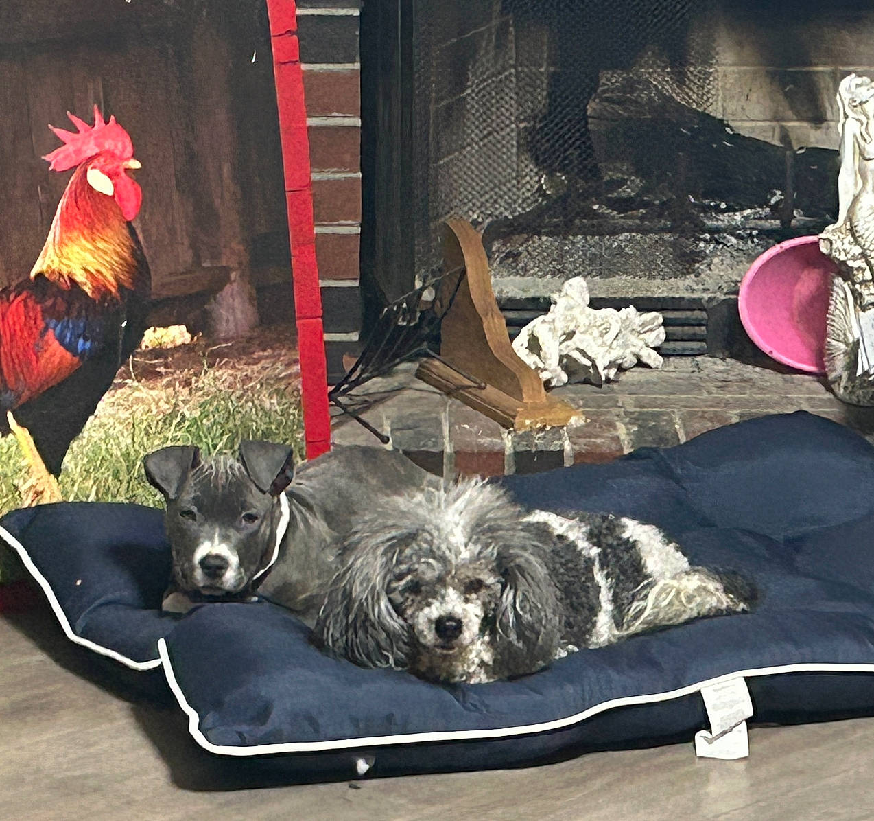 Coco And Roxy joined the competition — help win amazing prizes! bird, canidae, carnivore, chicken, comb, companion_dog, couch, dog, dog_bed, dog_breed, dog_crate, dog_supply, fur, galliformes, pet_supply, phasianidae, poultry, rectangle, sporting_group, toy_dog