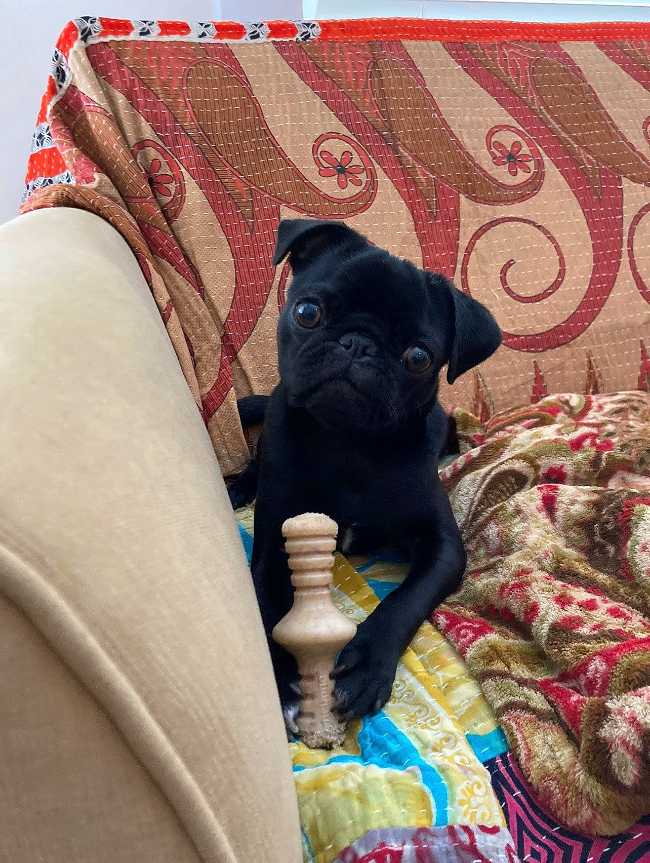 Josephine joined the competition — help win amazing prizes! art, canidae, carnivore, comfort, companion_dog, couch, dog, dog_breed, fawn, fur, linens, magenta, pattern, pink, purple, sleeve, sporting_group, tints_and_shades, toy_dog, working_animal