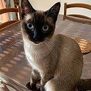 Zozo participe au concours pour gagner de l'argent avec cette photo : cat, siamese_cat, blue_eyes, indoor, dining_room, table, wooden_chairs, sitting, portrait, close_up, fur, whiskers, pointed_ears, long_tail, brown_fur, cream_fur, black_face, pet, sunlight, home_decor