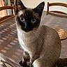 cat, siamese_cat, blue_eyes, indoor, dining_room, table, wooden_chairs, sitting, portrait, close_up, fur, whiskers, pointed_ears, long_tail, brown_fur, cream_fur, black_face, pet, sunlight, home_decor