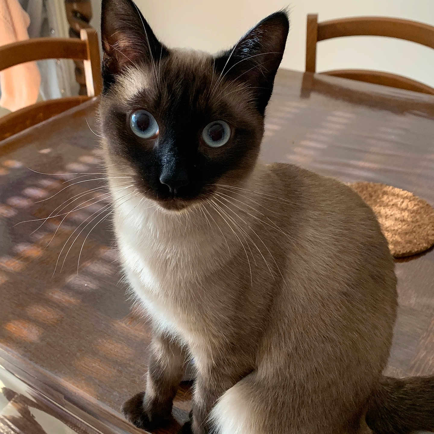 Zozo participe au concours pour gagner de l'argent avec cette photo : cat, siamese_cat, blue_eyes, indoor, dining_room, table, wooden_chairs, sitting, portrait, close_up, fur, whiskers, pointed_ears, long_tail, brown_fur, cream_fur, black_face, pet, sunlight, home_decor