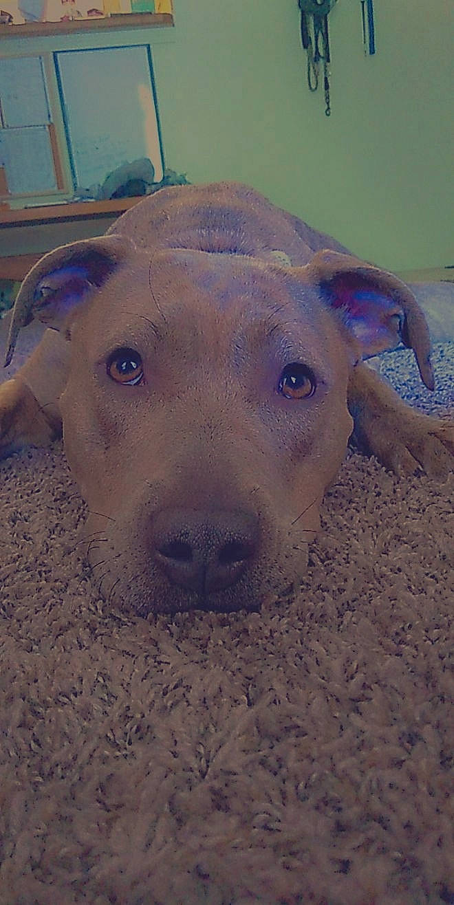 Zoey joined the competition — help win amazing prizes! canidae, carnivore, companion_dog, dog, dog_breed, electric_blue, fawn, non_sporting_group, snout, sporting_group, terrestrial_animal, whiskers, working_animal