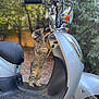 animal, blurred_background, cat, curious, daylight, greenery, ignition, key, kitten, leaves, outdoor, paw, pet, playful, scooter, standing, tabby, two_wheeler, vehicle, young_cat