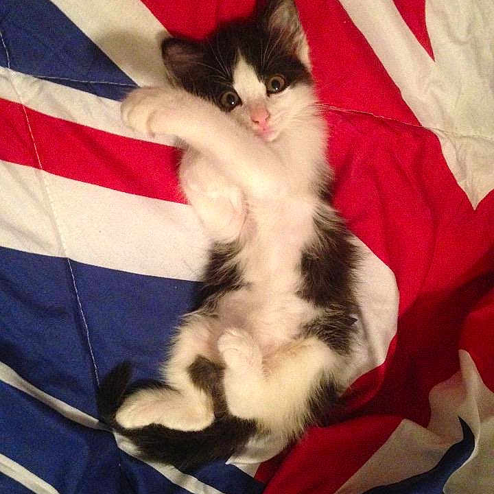 Domino