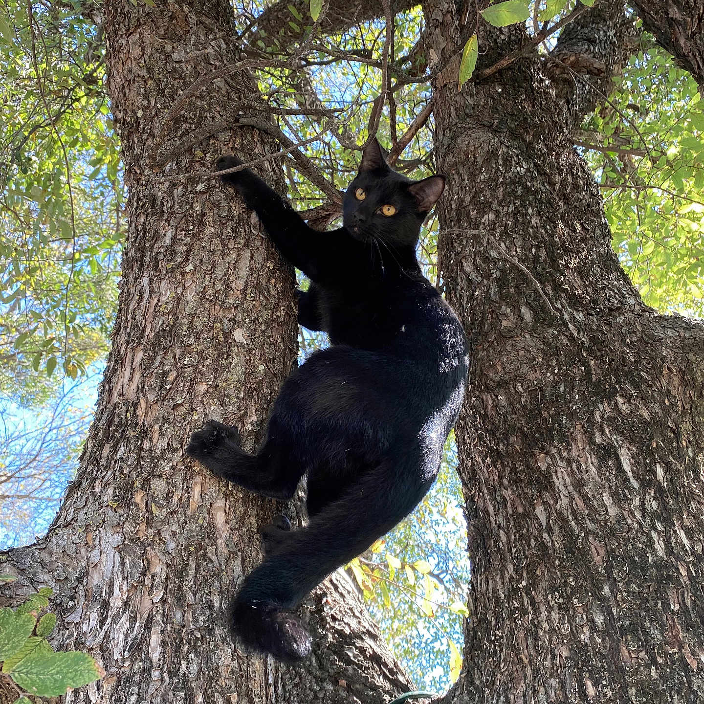 Niocci is registered to the contest to win money with this photo: bark, black_cat, branches, cat, climbing, closeup, curious, feline, leaves, nature, outdoor, paws, pet, sunlight, texture, tree, tree_trunk, vertical, whiskers, yellow_eyes