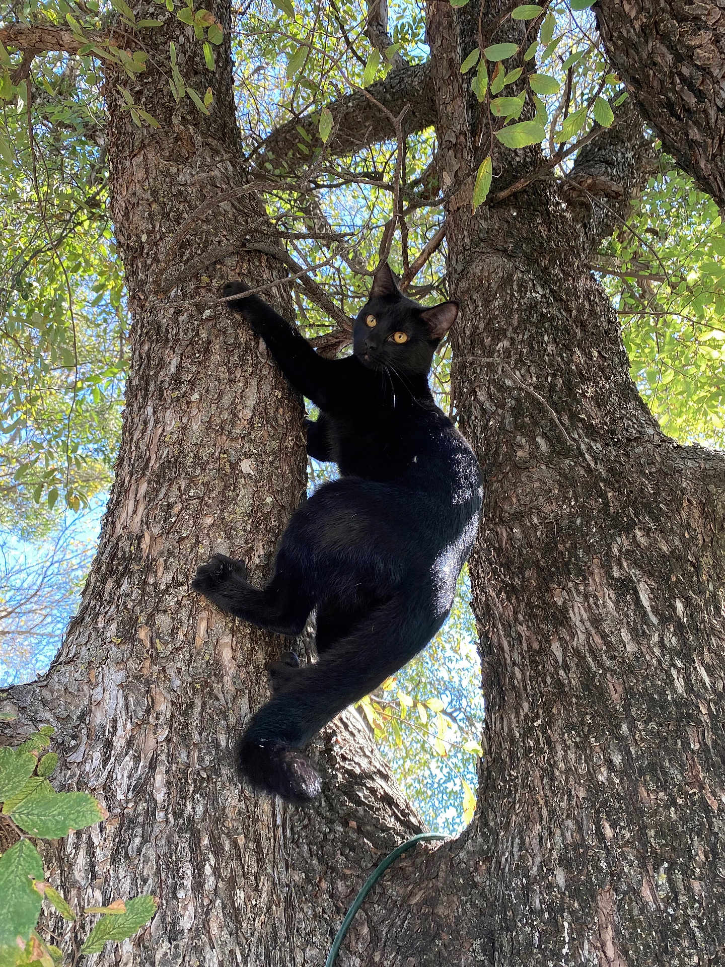 Niocci is registered to the contest to win money with this photo: cat, black_cat, feline, climbing, tree, tree_trunk, bark, branches, leaves, outdoor, nature, pet, yellow_eyes, paws, whiskers, sunlight, texture, curious, closeup, vertical