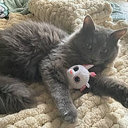 Squeaks is registered to the contest to win money with this photo: animal, bed, blanket, cat, claw, closeup, comfort, cozy, cute, furry, gray_cat, indoor, lying_down, pet, plush_toy, relaxed, resting, soft_texture, toy, unicorn_toy