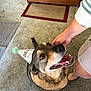 Buddy joined the competition — help win amazing prizes! dog, party_hat, celebration, pet, happy, smiling, person, hand, floor, mat, indoor, concrete, brown, short_hair, canine, domestic_animal, looking_up, friendly, companion, wearing