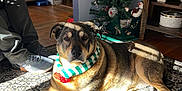 Buddy joined the competition — help win amazing prizes! dog, indoor, christmas_tree, holiday_decorations, rug, sunlight, scarf, person, sneakers, furniture, wood_floor, shadow, decor, living_room, pet, festive, cozy, relaxing, holiday, seasonal