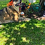 Buddy joined the competition — help win amazing prizes! dog, witch_hat, orange_curls, grass, garden, pumpkin, candy_corn, fall_decorations, sunlight, shadows, tree, outdoor, decor, festive, happy, pet, animal, costume, holiday, nature