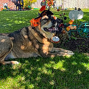 Buddy is registered to the contest to win money with this photo: dog, grass, hat, halloween, costume, orange, outdoor, yard, decoration, pumpkin, flower, fence, sunlight, shadow, smiling, pet, festive, nature, colorful, animal