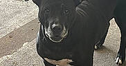 Babygirl joined the competition — help win amazing prizes! alert, animal, background, black_dog, canine, companion, concrete_floor, curious, dog, domestic, floor_mat, friendly, indoor, leg, looking, paw, pet, standing, tail_wagging, white_paws