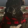 animal, barn_pattern, black_dog, calm, canine, closeup, couch, cozy, dog, domestic_animal, festive_background, indoors, pet, portrait, red_and_black, scarf, sitting, tree_pattern, white_chest, winter_wear