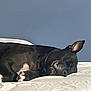 dog, sleeping, black_dog, bed, white_bed, indoor, pet, resting, canine, animal, one_ear_up, blue_wall, comfortable, cozy, peaceful, fur, domestic_animal, muzzle, paw, relaxation