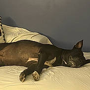Babygirl is registered to the contest to win money with this photo: dog, sleeping, bed, white_bedding, black_dog, pillow, decorative_pillow, autumn, indoor, cozy, resting, relaxed, quiet, calm, pet, animal, mammal, ears, paw, fur