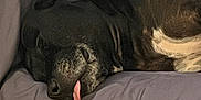 Babygirl is registered to the contest to win money with this photo: dog, sleeping, tongue_out, black_dog, resting, indoor, couch, pet, canine, adorable, relaxed, fur, closeup, animal, home, comfort, snout, ears, quiet, peaceful