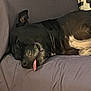 dog, sleeping, tongue_out, black_dog, resting, indoor, couch, pet, canine, adorable, relaxed, fur, closeup, animal, home, comfort, snout, ears, quiet, peaceful