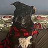 animal, attentive, barn, black_dog, companion, couch, cozy, cute, decor, dog, farm_theme, indoor, pet, pillow, portrait, red_and_black_checkered, sitting, sweater, tree, winter