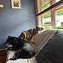 dog, couch, indoor, window, blinds, pet, relaxing, furniture, living_room, brown_dog, black_dog, resting, home, daylight, wood_floor, wall_art, cozy, domestic_animal, houseplant, calm