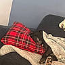 Babygirl is registered to the contest to win money with this photo: black_dog, blanket, comfort, couch, cozy, dog, furniture, home, indoor, living_room, nap, paw, pet, pillow, red_plaid, relaxation, resting, sleeping, snuggling, soft_texture