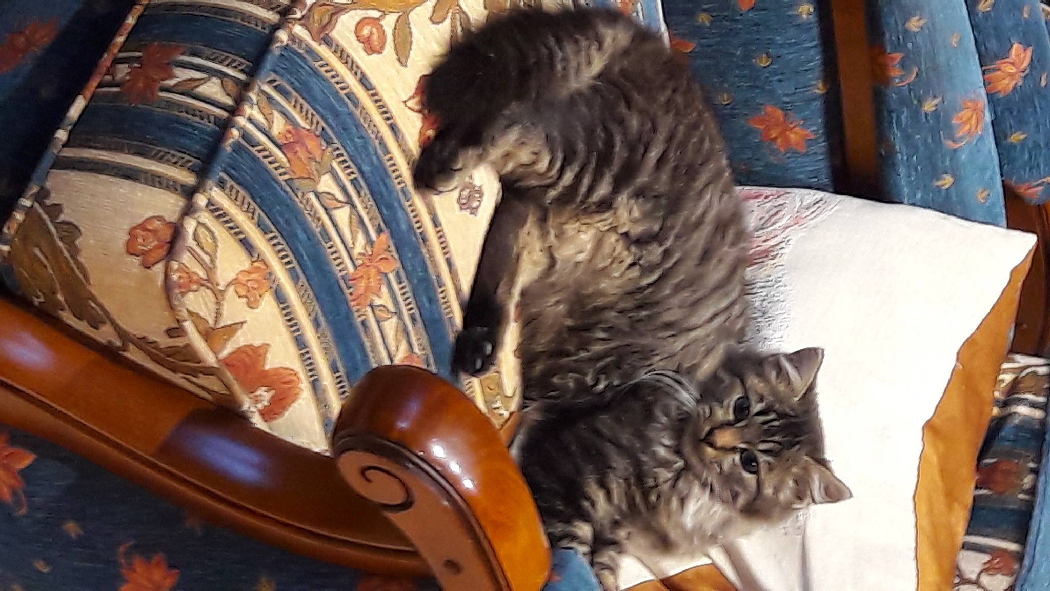 Chipie participe au concours pour gagner de l'argent avec cette photo : carnivore, cat, chair, comfort, companion_dog, couch, dog, dog_breed, domestic_short_haired_cat, felidae, flowerpot, fur, paw, room, schnauzer, sitting, small_to_medium_sized_cats, tail, whiskers, wood