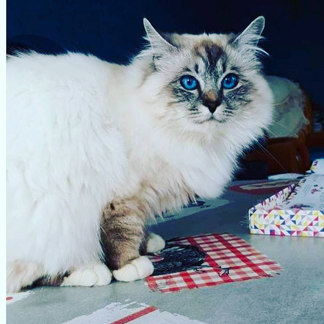 Raïs a rejoint le concours — aidez-le/la à gagner de superbes lots ! british_longhair, carnivore, cat, claw, electric_blue, event, felidae, flooring, fur, pattern, paw, plant, ragdoll, small_to_medium_sized_cats, snout, tail, whiskers