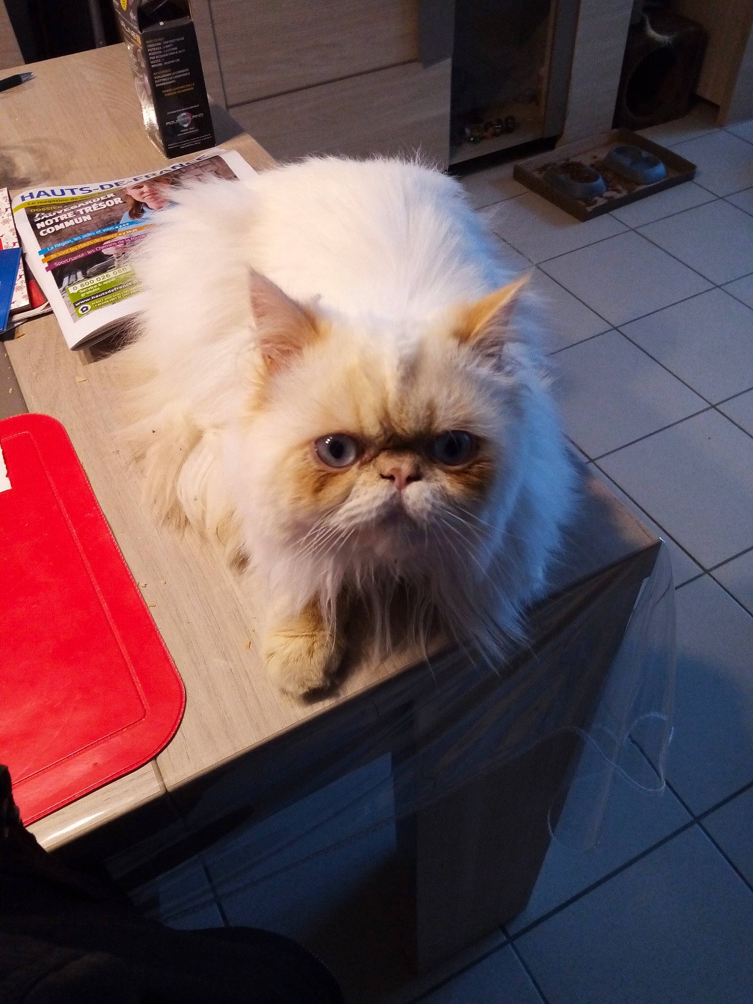 Axel a rejoint le concours — aidez-le/la à gagner de superbes lots ! carnivore, cat, domestic_long_haired_cat, eye, fawn, felidae, fur, himalayan, kitten, mammal, persian, plant, small_to_medium_sized_cats, whiskers