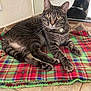 Mario joined the competition — help win amazing prizes! cat, tabby, pet, animal, indoor, blanket, plaid, reflection, mirror, floor, tile, collar, flower, fur, whiskers, paws, relaxed, looking, cute, cozy
